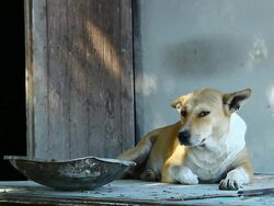 thai dog Stock Footage