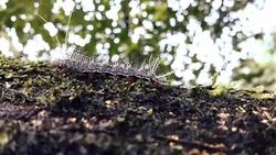 coloured and hairy caterpillar in ecuador in a tree Stock Footage