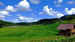Terraced rice field on Mountain, Pa Pong Piang village, Chiang mai Province, Northern of Thailand Stock Footage