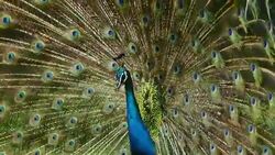 Peacock displaying his colorful feathered tail. Stock Footage