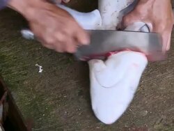 CU Shark's head being decapitated at fish market / Brunei, Brunei Darussalam Stock Footage