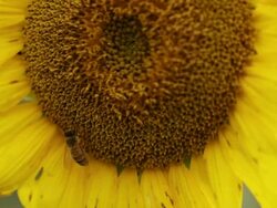 Honey Bees on Sunflower Tight Angle Stock Footage