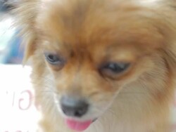 Dog close up of head Stock Footage