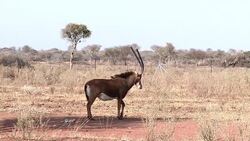 CLEAN : Hunter linked to Cecils killing arrested in sable smuggling bid News Clip