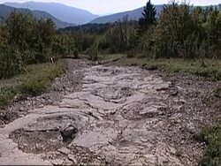 CLEAN: Dino footprints enter record books News Clip