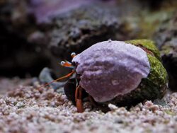 Hermit Crab Stock Footage
