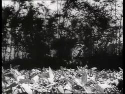 B/W 1960's fire seen thru trees / Vietnam / SOUND Stock Footage