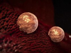 Medium hand-held - Fluid washes white blood cells away from biological tissue in a computer-generated animation. Stock Footage