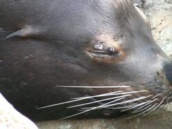 Sea-lion Seal Face, Close Up Stock Footage
