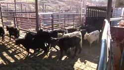 An epic drought in California is forcing ranchers to sell their cattle because their pastures are too dry for grazing and it's getting too expensive to feed them. (Jan. 27) News Clip