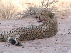 Cheetah Stock Footage