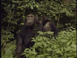 MS, Two chimpanzees (Pan troglodytes) in lush foliage, Gombe Stream National Park, Tanzania Stock Footage