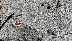 CRAB IN A SNAIL IN THE SAND Stock Footage