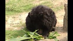 Moon Bear Sanctuary in China News Clip