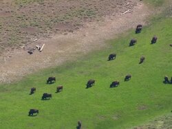 MS AERIAL Shot of Buffalos(Bisons) grazzing / Wyoming, United States Stock Footage