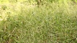 Grass swaying on meadow Stock Footage
