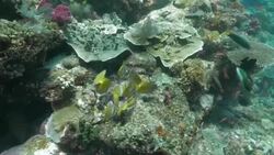 Butterflyfish feeding on algae, coral reef, undersea Stock Footage