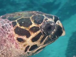 CU TS Shot of Hawksbill turtle swimming with algae covering shell / Mahe, Seychelles Stock Footage