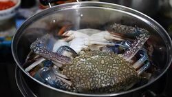 Steamed crab Stock Footage