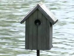 Tree Swallow Stock Footage