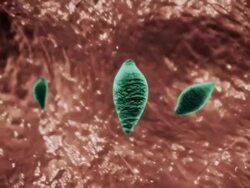 Medium Close Up push-in push-out - A computer-generated animation of a cat and a rat demonstrates the spread of Toxoplasmosis. Stock Footage