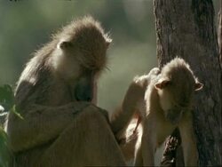 MS pair of Yellow Baboons, Papio cynocephalus, mother grooming young baboon in tree, Tanzania Stock Footage