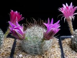 Cactus flowers blooming timelapse Stock Footage