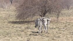 Zebras in Hwange National Park News Clip