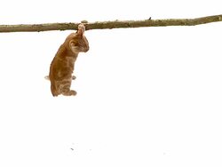 MS SLO MO Cat falling from branch against white background / Vieux Pont, Normandy, France Stock Footage