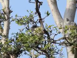 Dusky leaf monkey eating leaves on the tree. Stock Footage