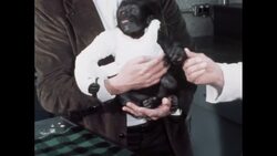 News Item (2b2fa314-b295-1c70-52ec-e16f1610cc94) Instructional Video