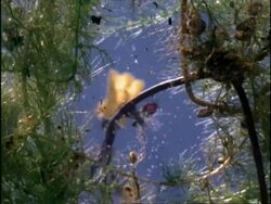 Bladderwort from below, UK Stock Footage