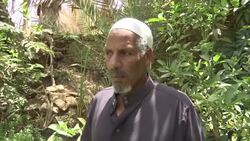 Palm trees being destroyed by tiny insects Instructional Video