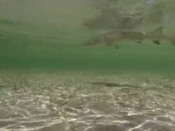 Shark on hook and line. Eleuthera, Bahamas  Stock Footage