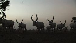 A cattle camp in South Sudan Stock Footage