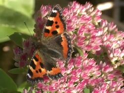 Tortoiseshell butterfly (Aglais urticae) with bird beak mark on wing, UK Stock Footage