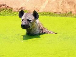 Hyena Stock Footage