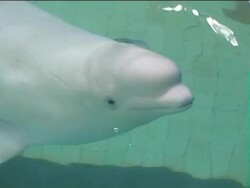 Delphinarium. Stock Footage