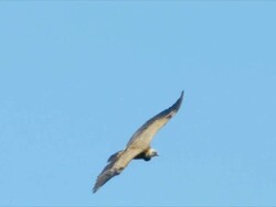 CU TS Griffon Vulture (Gyps fulvus) gliding in sky  / Gamla, Golan Heights, Israel Stock Footage