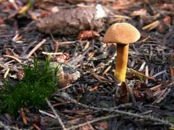 Mushroom Stock Footage