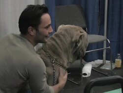 American Kennel Club Meet the Breeds 2012 Stock Footage