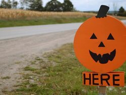 Country Road Pumpkins Stock Footage