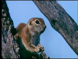 Antelope Squirrel (Ammospermophilus) on tree stump, Sonoran desert, USA Stock Footage