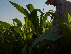 MS CS Farmer Checking The Plants Stock Footage