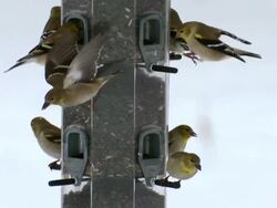CU American goldfinches at feeder during winter / Tweed, Ontario, Canada Stock Footage