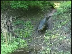 Alligator crawling down muddy bank then into water, front view, Brazos Bend State Park, Texas, USA Stock Footage