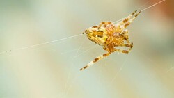 Spider On Its Net Stock Footage