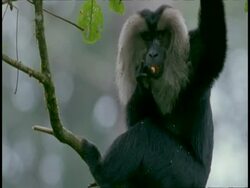 MS Liontail macaque, Macaca silenus, eating in tree, Western Ghats, India Stock Footage