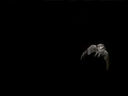 MS SLO MO Little Owl athene noctua flying against black background / vieux pont en auge, Normandy, France Stock Footage