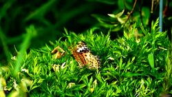 Couple of butterflies copulating on green leaves Stock Footage